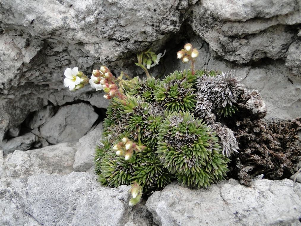 Saxifraga vandellii / Sassifraga di Vandelli